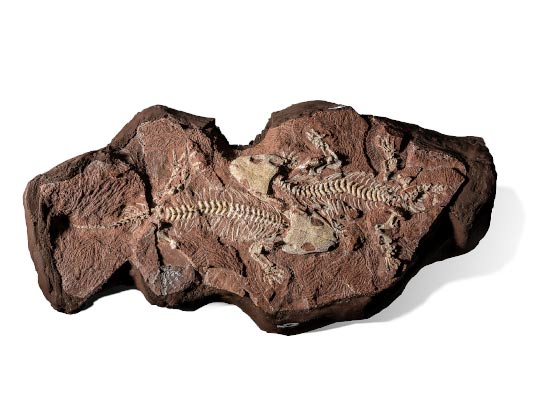 Tambacher Liebespaar 2018 / Fotografie / Auflage 10 + 2 AP<br />(Der Bromacker ist die bedeutendste Ursaurierfundsttte auerhalb der USA. Da er einmal mehr zeigt, dass es vor 290 Mio. nur einen Kontinent gab)