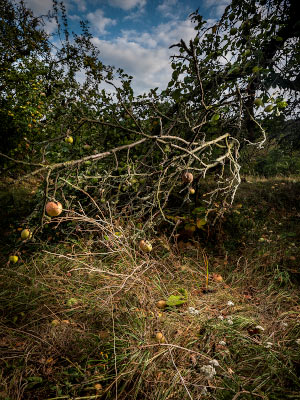 Verwilderter Apfelbaum 2018 / Fotografie / Auflage 10 + 2 AP<br />(Um die Staatseinnahmen durch den Aufbau lukrativer Wirtschaftszweige zu steigern, grndete Johann Volkmar Sickler entlang der Fahner Hhen eine Baumschule.)